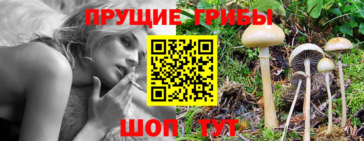 Псилоцибиновые грибы Psilocybe Биробиджан